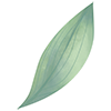 an illustration of a green leaf